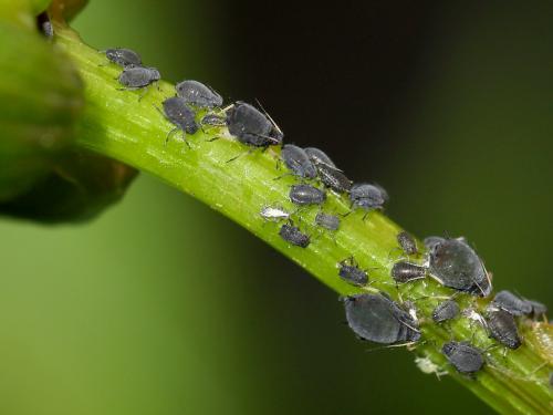 Aphis sp.