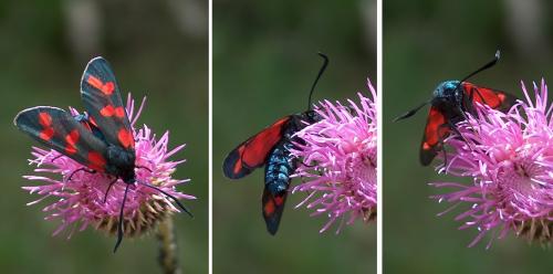 Zygaena filipendulae