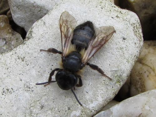 Andrena sp.