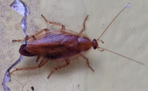 Ectobius pallidus