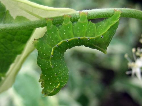 Amphipyra pyramidea
