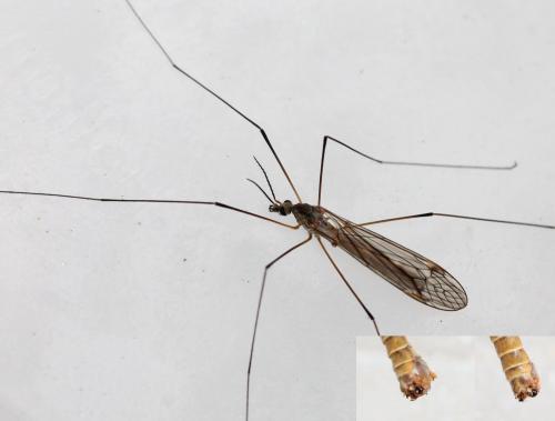 Réf. 153 019 : Tipula pagana