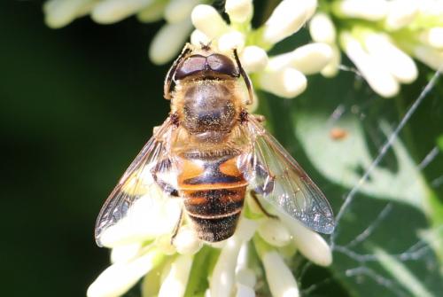 Réf. 153 698 : Eristalis tenax