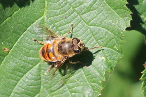 Eristalis tenax