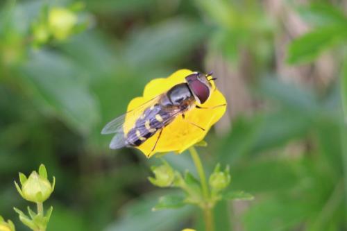 Scaeva selenitica