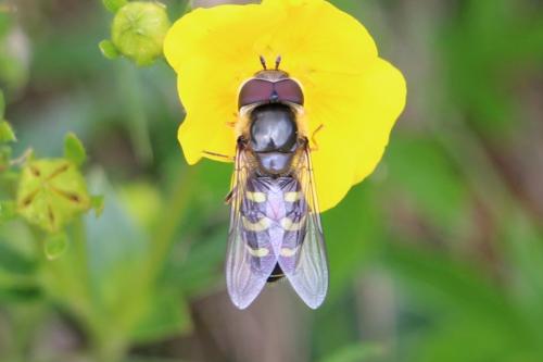 Réf. 153 639 : Scaeva selenitica