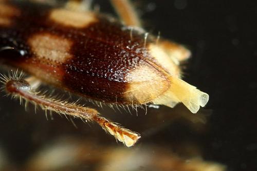 Opilo mollis