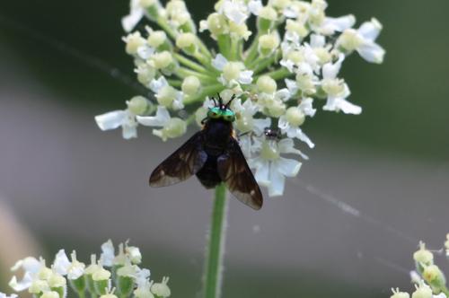 Réf. 153 700 : Chrysops caecutiens