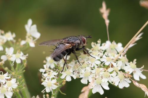 Linnaemya sp.