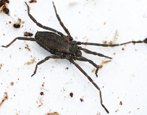 Trogulus nepaeformis