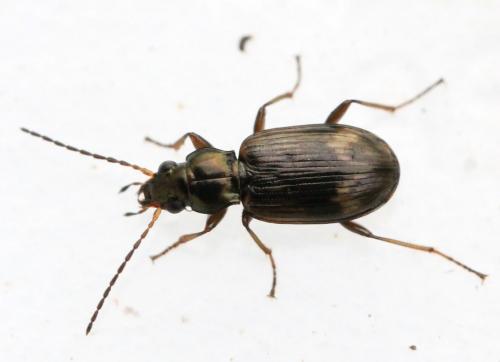Bembidion dentellum