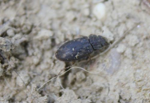 Helophorus sp.