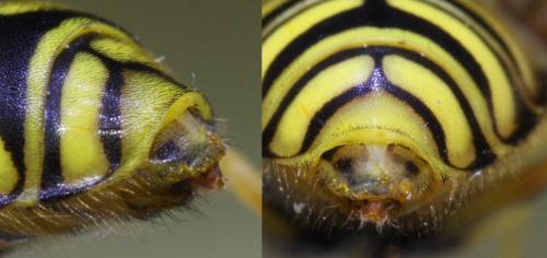 Réf. 153 920 : Chrysotoxum cautum