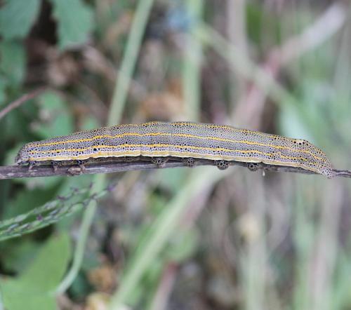 Aedia leucomelas