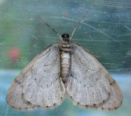Operophtera brumata