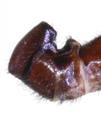 Sicus abdominalis