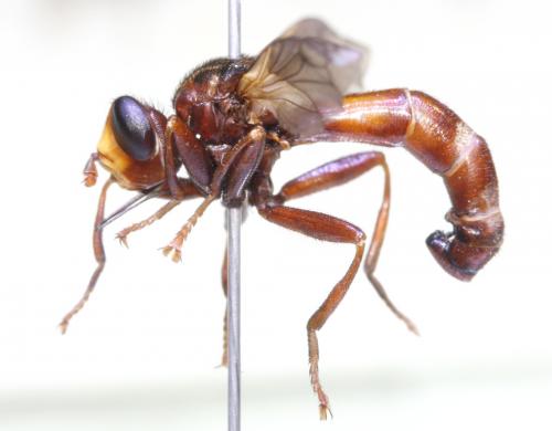 Sicus abdominalis