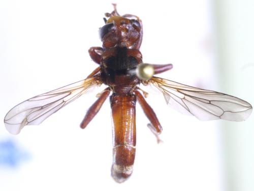 Sicus abdominalis