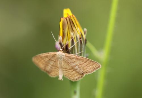Réf. 153 779 : Idaea ochrata