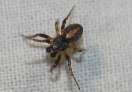 Réf. 153 225 : Cercidia prominens