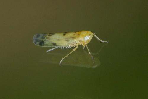 Réf. 153 116 : Eupteryx signatipennis