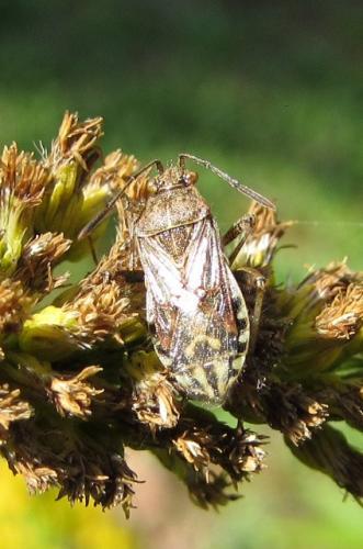 Réf. 153 252 : Stictopleurus punctatonervosus
