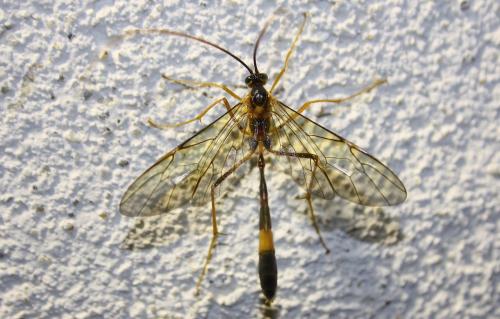 Réf. 153 382 : Stauropoctonus bombycivorus