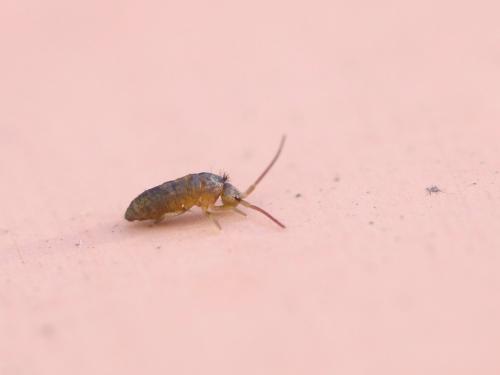 Tomocerus minor