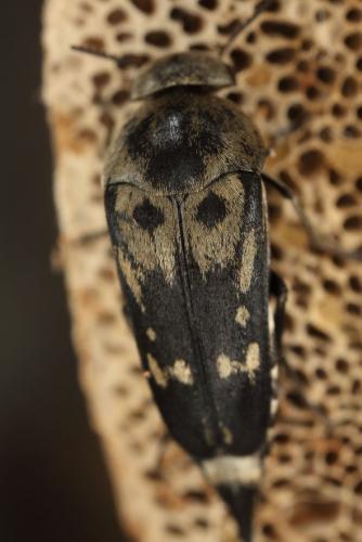 Hoshihananomia gacognei