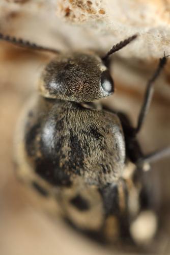 Hoshihananomia gacognei