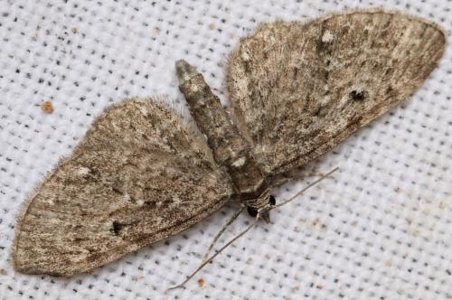 Réf. 153 293 : Eupithecia tripunctaria