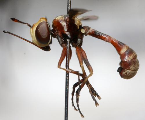 Réf. 153 916 : Physocephala pusilla