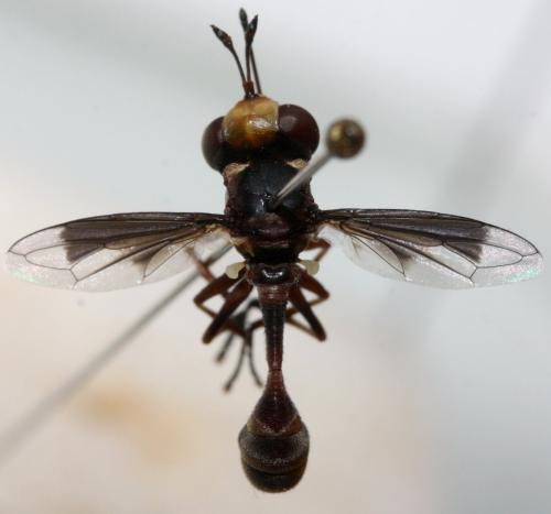 Réf. 153 917 : Physocephala pusilla