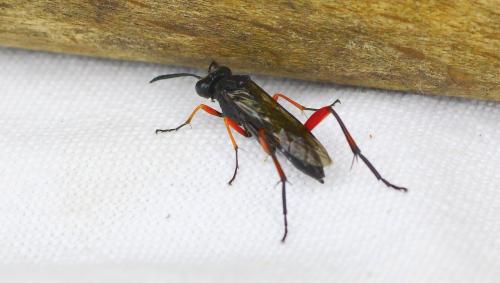 Réf. 153 444 : Macrophya diversipes