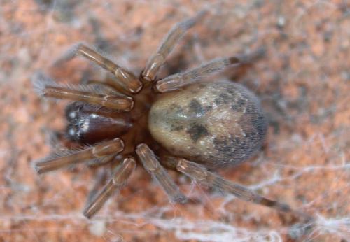Amaurobius sp.
