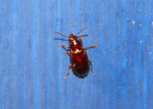 Bradycellus sp.