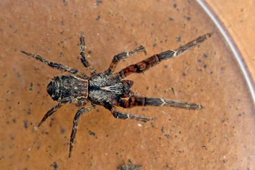 Réf. 153 163 : Borboropactus sp.