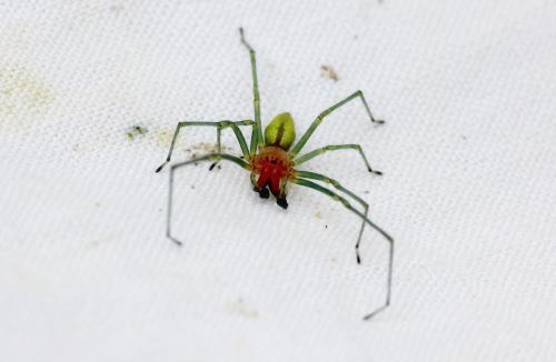 Cheiracanthium sp.