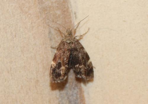 Réf. 153 140 : Anthophila fabriciana