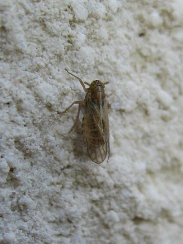 Dicranotropis hamata