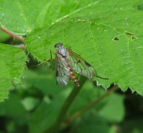 Réf. 153 978 : Rhagio scolopaceus