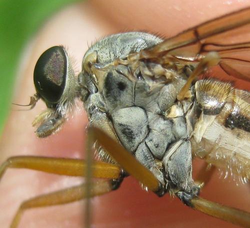 Réf. 153 977 : Rhagio scolopaceus