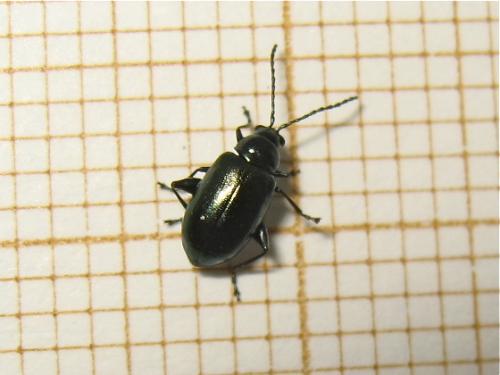 Altica sp.