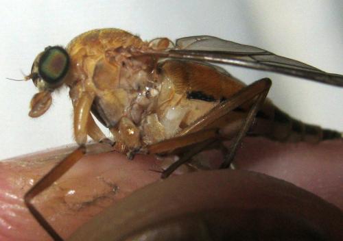Rhagio tringarius