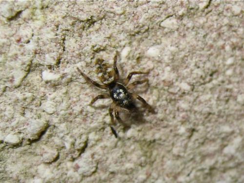 Réf. 153 745 : Salticus sp.