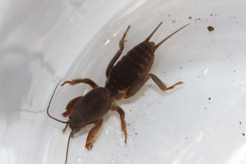 Réf. 153 155 : Gryllotalpa gryllotalpa