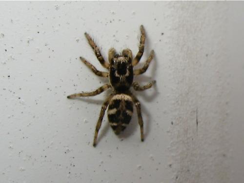 Réf. 153 744 : Salticus sp.