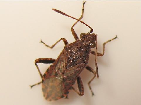 Stictopleurus punctatonervosus