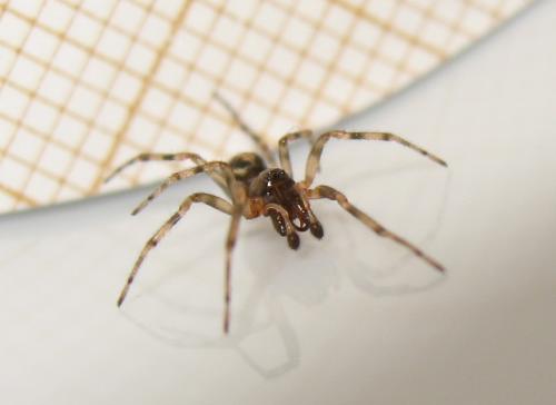 Réf. 153 022 : Enoplognatha mandibularis