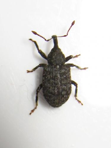 Procas sp.